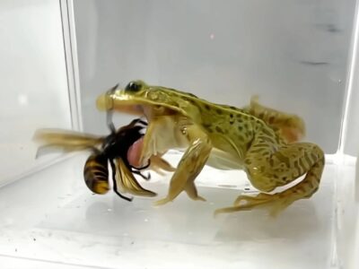 زنبورهای قاتل کابوس جانوران دیگر هستند؛ اما قورباغه‌های بی‌باک برکه آن‌ها را یک لقمه می‌کنند