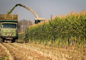 برداشت ذرت دانهای از مزارع حاجی آباد