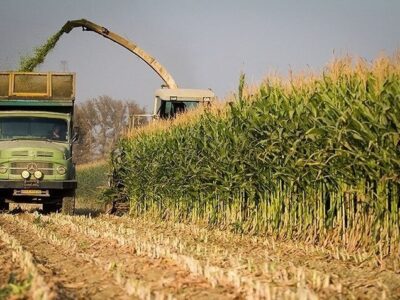 برداشت ذرت دانهای از مزارع حاجی آباد