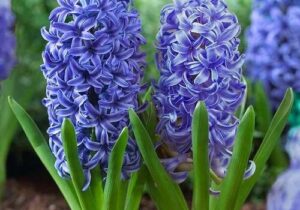 راز شکوفایی بهاری با گل سنبل