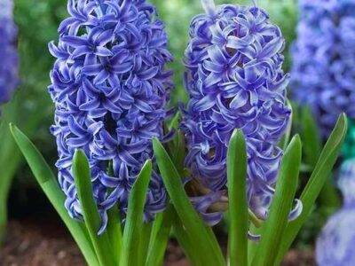 راز شکوفایی بهاری با گل سنبل