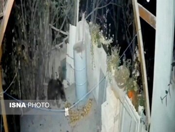 حضور غیرمنتظره خرس در منزل مسکونی