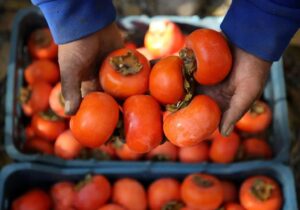 ماجرای ترسناک «خرمالو» در اتاقهای عمل مشهد