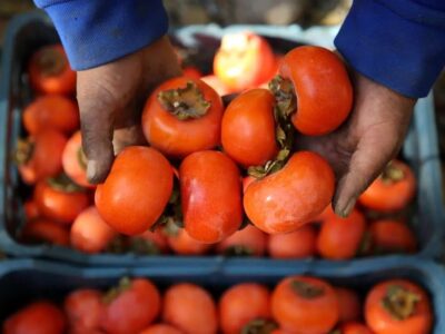 ماجرای ترسناک «خرمالو» در اتاقهای عمل مشهد