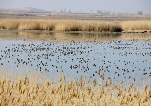 بارش‌ها، تالاب کانی برازان را دوباره زنده کرد