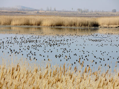 بارش‌ها، تالاب کانی برازان را دوباره زنده کرد