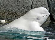 ببینید | اقدام پندآموز نهنگ بلوگا؛ خاموش کردن سیگار فرد بازدیدکننده!