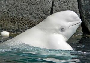 ببینید | اقدام پندآموز نهنگ بلوگا؛ خاموش کردن سیگار فرد بازدیدکننده!