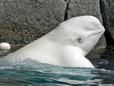 ببینید | اقدام پندآموز نهنگ بلوگا؛ خاموش کردن سیگار فرد بازدیدکننده!