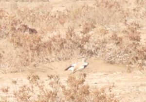 برای نخستین بار؛ ثبت و مشاهده چکاوک هدهدی در این استان/ عکس