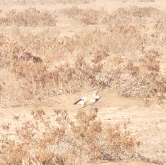 برای نخستین بار؛ ثبت و مشاهده چکاوک هدهدی در این استان/ عکس برای نخستین بار؛ ثبت و مشاهده چکاوک هدهدی در این استان/ عکس