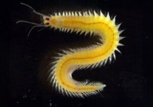 چشمی که هرگز پیر نمی‌شود