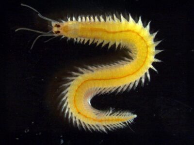 چشمی که هرگز پیر نمیشود