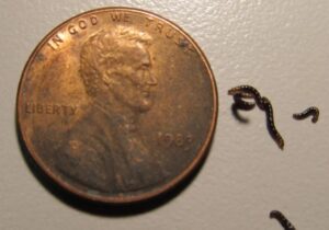 تنها حشره قطب جنوب پلاستیک میخورد / کشف تکاندهنده زنگخطر را به صدا درآورد