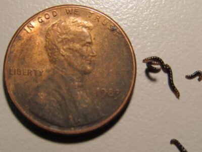 تنها حشره قطب جنوب پلاستیک میخورد / کشف تکاندهنده زنگخطر را به صدا درآورد