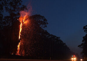 ببینید | تصاویر اختصاصی خبرآنلاین از آتشسوزی یک درخت در اتوبان نیایش