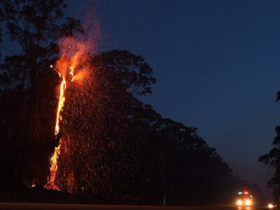 ببینید | تصاویر اختصاصی خبرآنلاین از آتشسوزی یک درخت در اتوبان نیایش