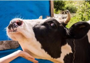 خبر فوری برای دامداران / واکسن تب برفکی وارد ایران شد!