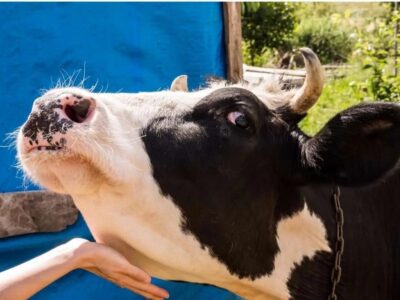 خبر فوری برای دامداران / واکسن تب برفکی وارد ایران شد!