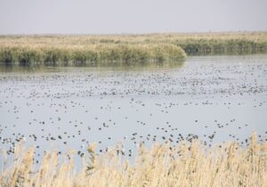 ببینید | حیات دوباره به تالاب کانیبرازان