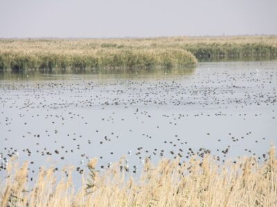 ببینید | حیات دوباره به تالاب کانیبرازان