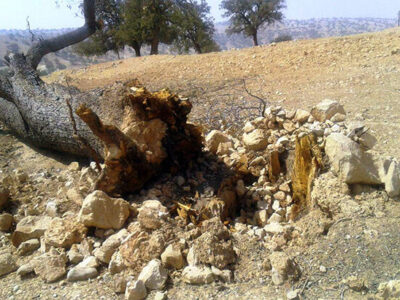 قطعکنندگان درختان در بندپی بابل/ واکنش یک مقام قضایی