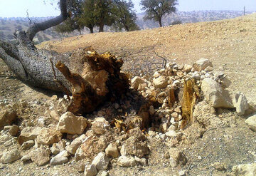 قطع‌کنندگان درختان در بندپی بابل/ واکنش یک مقام قضایی