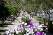 کاشت میلیون ها گل زیبای فصلی برای استقبال شایسته از گردشگران نوروزی کیش