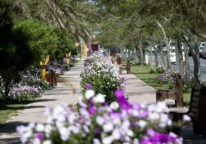 کاشت میلیون ها گل زیبای فصلی برای استقبال شایسته از گردشگران نوروزی کیش