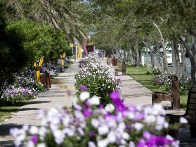 کاشت میلیون ها گل زیبای فصلی برای استقبال شایسته از گردشگران نوروزی کیش