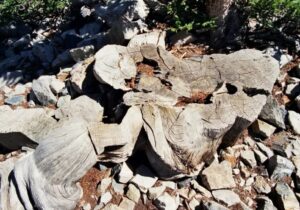 قطع کردن درخت ۵ هزار ساله با یک اشتباه شوکآور / مرگ دردناک درختی که قبل از اهرام مصر متولد شده بود