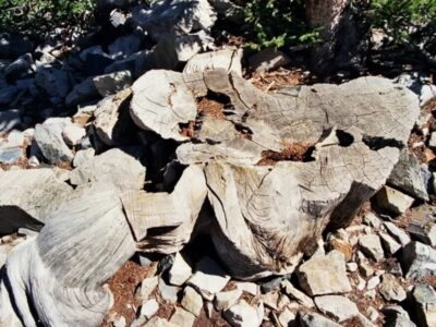 قطع کردن درخت ۵ هزار ساله با یک اشتباه شوکآور / مرگ دردناک درختی که قبل از اهرام مصر متولد شده بود