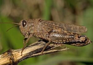 پایش سالانه ۱۲۰هزار هکتار از اراضی قزوین برای مهار طغیان ملخها