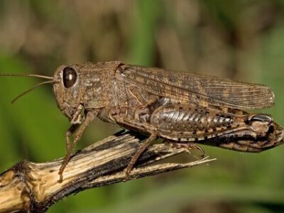 پایش سالانه ۱۲۰هزار هکتار از اراضی قزوین برای مهار طغیان ملخها