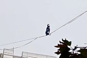 ببینید | حرکت خطرناک دختر جوان در تهران روی سیم‌های بین ساختمان