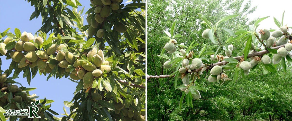 نکات مهم برای ایجاد یک باغ بادام کمهزینه و پرسود