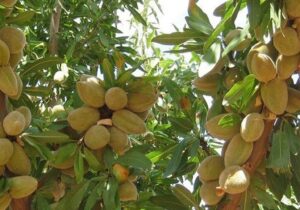 چگونه با هزینه کم یک باغ پرسود از نهال بادام داشته باشیم؟