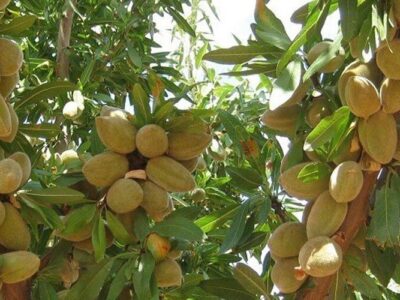 چگونه با هزینه کم یک باغ پرسود از نهال بادام داشته باشیم؟
