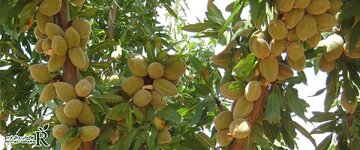 چگونه با هزینه کم یک باغ پرسود از نهال بادام داشته باشیم؟