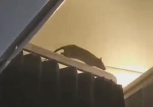 ببینید | ورود موش غول‌پیکر به هواپیمای مسافربری