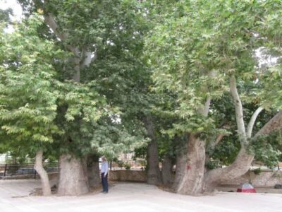 ببینید | کنده شدن یک درخت تاریخی ۵۵۶ ساله از ریشه در استانبول ترکیه