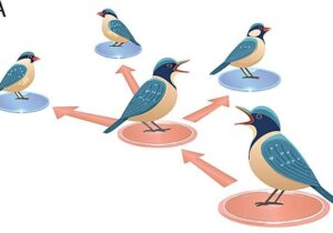 حیوانات هم فیک نیوز منتشر میکنند / کشف راز اطلاعات غلط در طبیعت