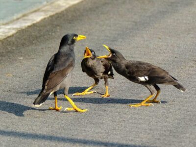 مرغ مینا چگونه تعادل زیستی پرندگان خراسان شمالی را برهم میزند؟