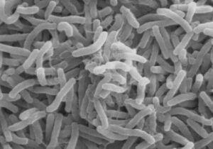 شیوع وبا در همسایگی ایران/ آمار جان باختگان