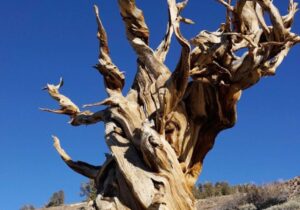 قدیمیترین موجود زنده زمین که توسط انسان از بین رفت