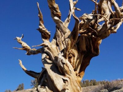 قدیمیترین موجود زنده زمین که توسط انسان از بین رفت