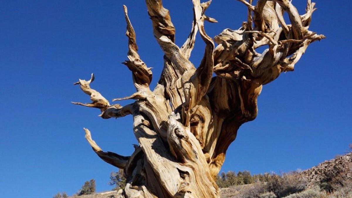 قدیمیترین موجود زنده زمین که توسط انسان از بین رفت قدیمیترین موجود زنده زمین که توسط انسان از بین رفت