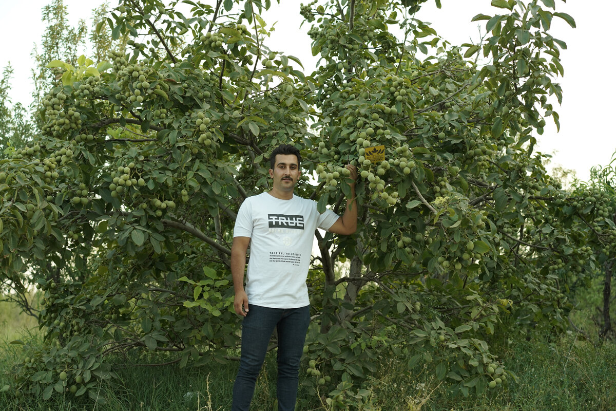 نهال گردو ژنوتیپ