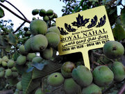 چگونه با احداث یک هکتار باغ گردو به درآمد ۱۵ میلیاردی برسیم؟