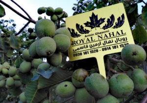 چگونه با احداث یک هکتار باغ گردو به درآمد ۱۵ میلیاردی برسیم؟